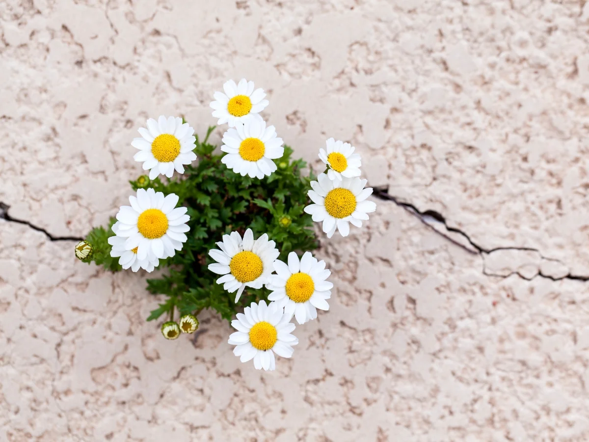 daisies popping up