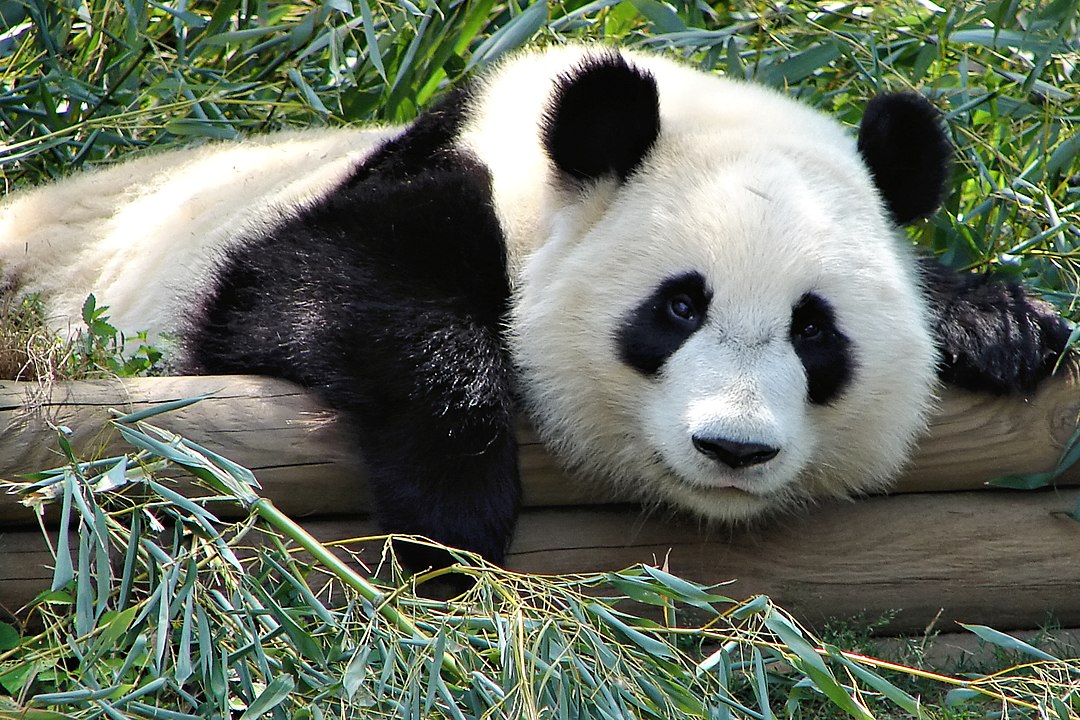 1080px Atlanta Zoo Panda