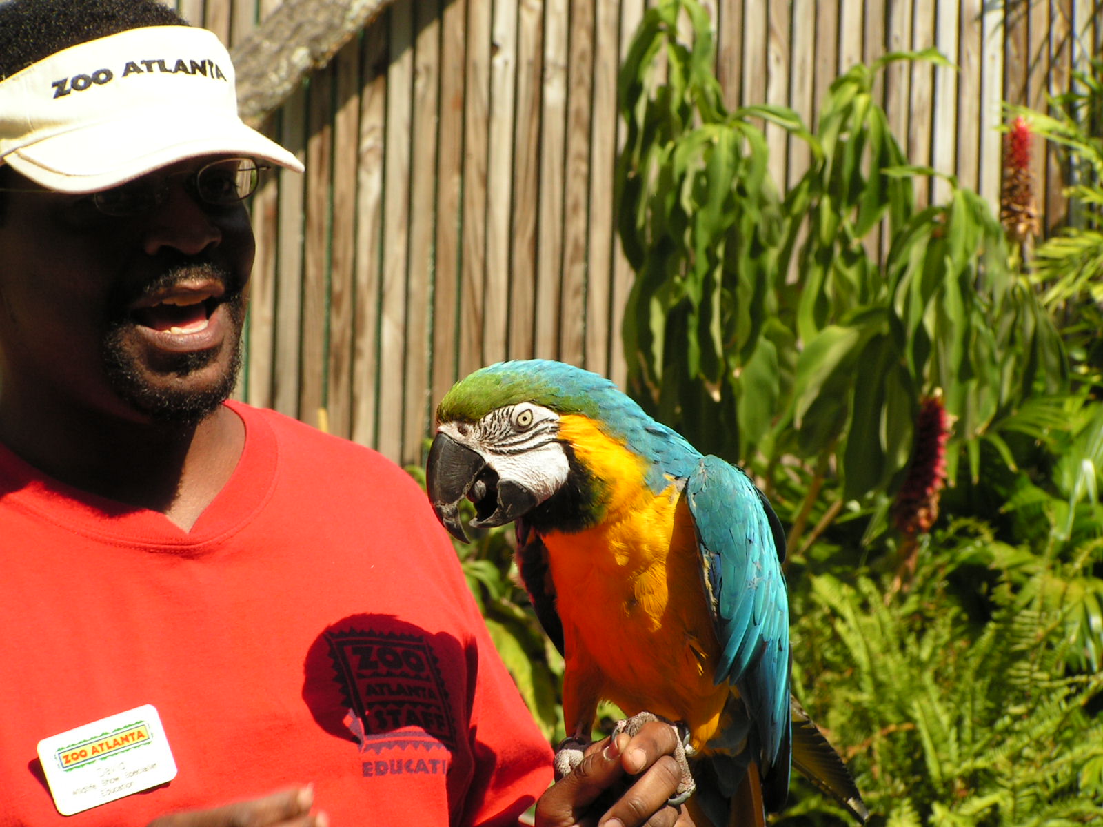 Ara ararauna Atlanta Zoo Georgia USA zookeeper 8a