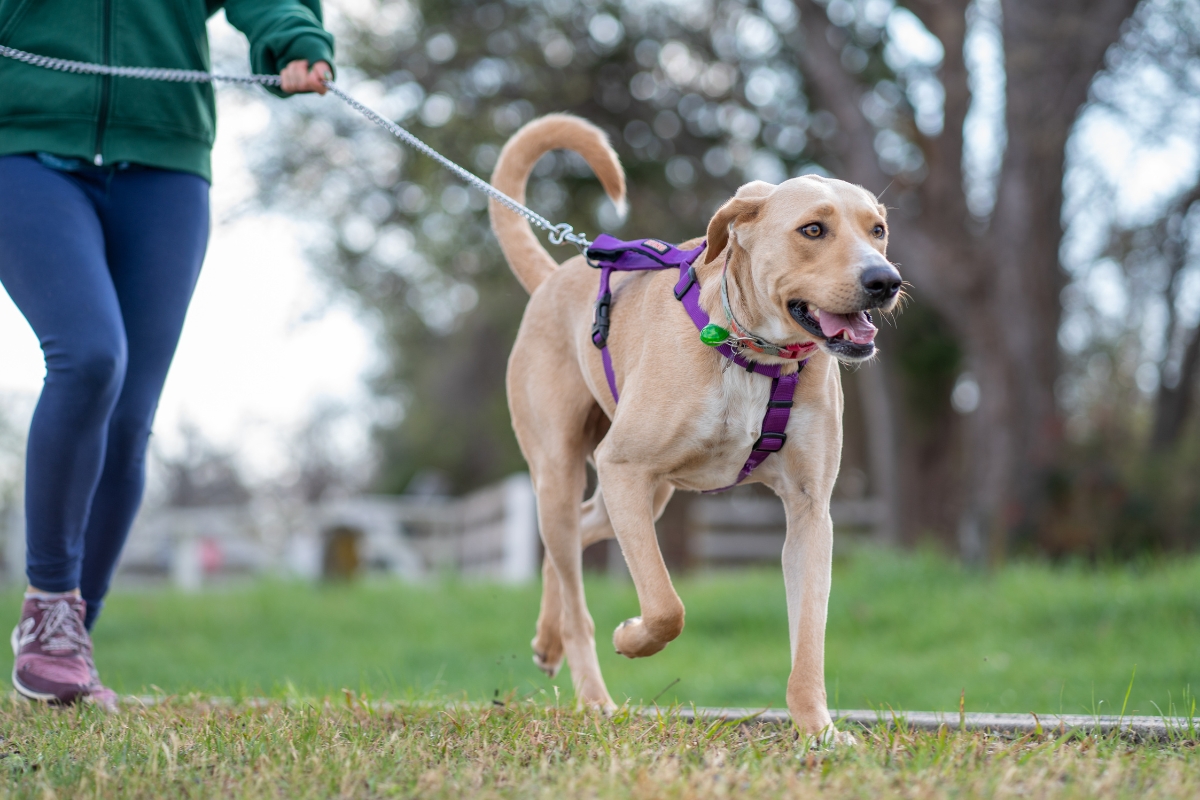 east cobb pet friendly park