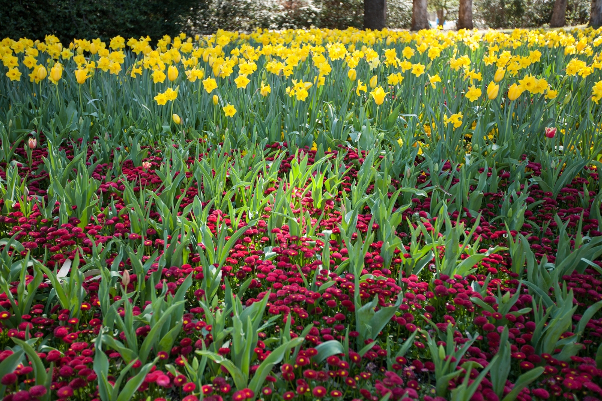 vibrant tulips